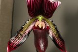 Delicate Orchid