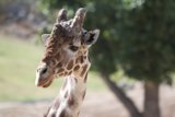 Graceful Giraffe