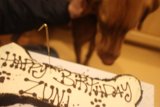 Birthday Cake Bliss