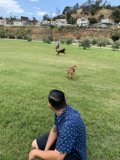 Man and Dogs in the Park