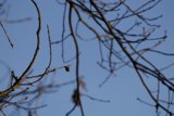 Winter's Quiet Promise