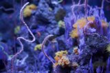 Snapshot from the Underwater World: The Vibrant Coral Reef