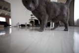 Purrfectly Poised on Plywood