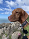 The Hound in Green