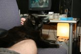 Purrfectly Content