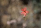 Solitary Beauty