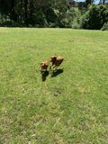 Two Canine Companions in the Grasslands