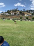 Kite Flying in the Grassy Field