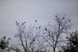 Gathering of the Flock