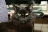 The Regal Black Cat