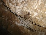 Snail Adventure