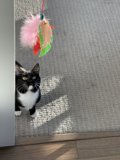 Curious Cat with Home Decor