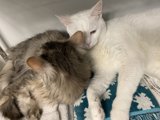 Feline Friends