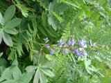 Purple Lupin Flower with Ferns