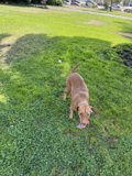 Playtime in the Grass