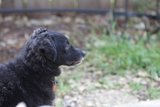 Pensive Poodle