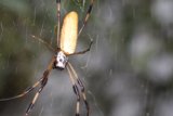 The Yellow Garden Spider