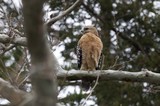 Red-Shouldered Hawk Perched on Winter Branch