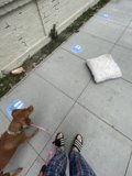 The Leashed Companion