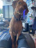 Cozy Moments with Man's Best Friend