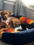 Furry Friends Napping Together