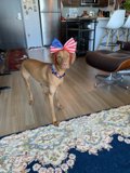 Patriotic Pooch