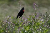 Harmony in Nature: A Blackbird's Perch