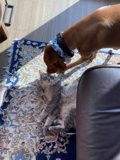 Furry Companions Collide