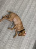 Relaxing Vizsla at Home