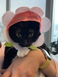 The Flower-Crowned Feline