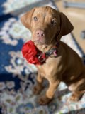 Flower Collar