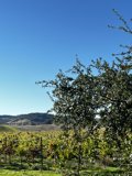 Vineyard Retreat