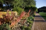 Autumn's Embrace at Filoli