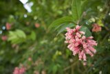 The Pink Blossom of San Francisco