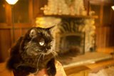 Cozy Fireplace Companion