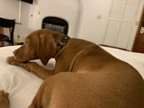 A Canine's Retreat