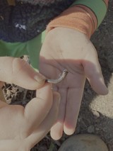 Small Snake Discovery in Gentle Hands