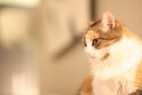 Pensive Abyssinian