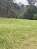 Sprinting through Nature's Playground