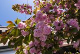 The Pretty Pink Tree