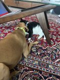 Furry Friends in Perfect Harmony