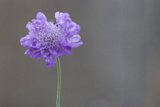 Radiant Blossom