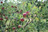 Abundant Apple Tree