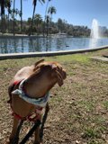 Echo Park Pooch