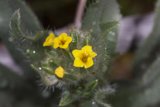 Petite Yellow Bloom