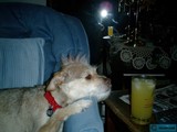 Furry Companionship
