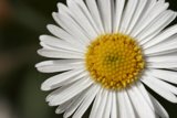 Delicate Beauty Captured