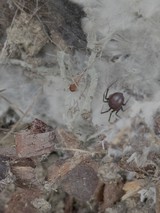 Spider in Natural Web Among Debris