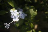 Blue Geraniums in Altadena