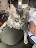 Feline Comfort